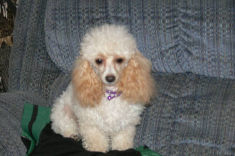 toy poodle